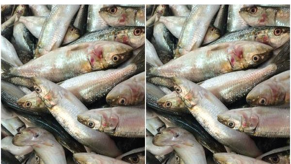 വള്ളക്കാർക്കും മീൻ കിട്ടുന്നത് കുറവ്; കൊല്ലത്ത് മത്തിക്കും അയലക്കും ഉൾപ്പെടെ വില കൂടുന്നു