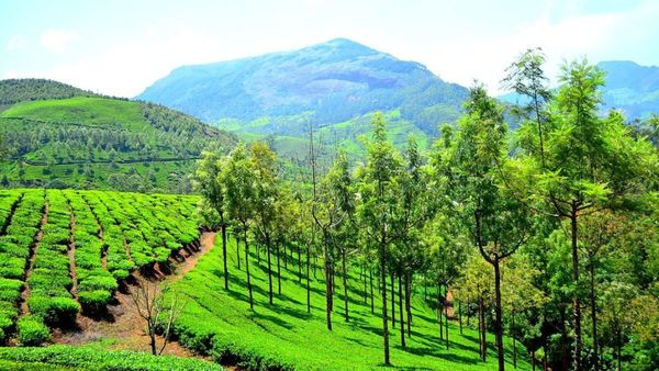 മഴക്കാലത്ത് മൂന്നാറിലേക്ക് പോവാൻ ഒരുങ്ങുകയാണോ? ഈ സ്ഥലങ്ങൾ ഒരിക്കലും വിട്ടുകളയരുതേ