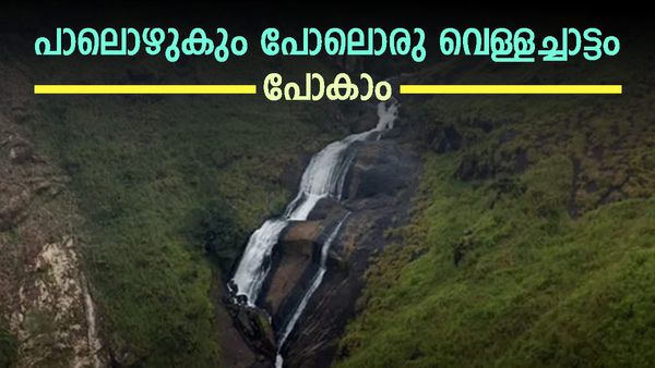 കോട മൂടി നിൽക്കുന്ന മലയിൽ നിന്ന് താഴേക്ക് പതിക്കുന്ന പാലൊഴുകുംപാറ; മഴയുണ്ടോ, ഈ വെളളച്ചാട്ടം കണ്ടിരിക്കണം