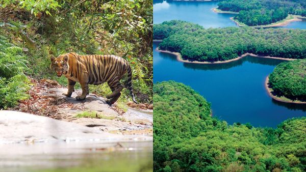 മഴയൊക്കെയല്ലേ നല്ലൊരു ജംഗിൾ സഫാരി ആയാലോ? പറമ്പിക്കുളം ഇതാ കാത്തിരിക്കുന്നു, പൊളിച്ചടുക്കാം