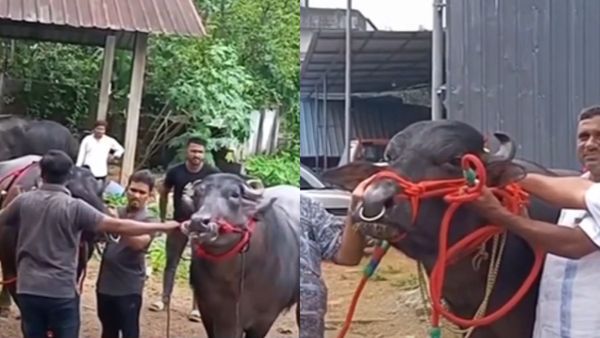 1800 കിലോയുള്ള ഗരുഡ, കട്ടയ്ക്ക് നിന്ന് ഹൈദർ; ഈന്തപ്പഴവും ആപ്പിളും തീറ്റ, ഇത് പെരുമ്പാവൂരിലെ പോത്ത് വിശേഷം