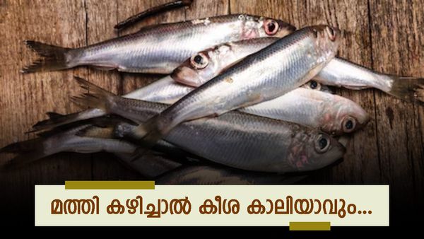 കൈപൊള്ളിക്കുന്ന വിലയുമായി മത്തി; 400 കടന്നു, ട്രോളിങ് നിരോധനവും മത്സ്യലഭ്യതയിലെ കുറവും തിരിച്ചടി