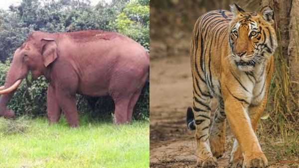 രക്ഷയില്ലാതെ വയനാട്ടുകാര്‍, കാട്ടാനയും കടുവയും വിറപ്പിക്കുന്നു; ഭീതിയൊഴിയുന്നില്ല