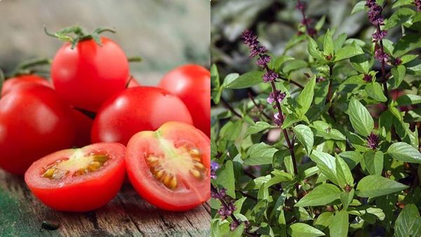 4 കഷ്ണം തക്കാളി, കുറച്ച് തുളസി, സൂപ്പ് ഉണ്ടാക്കി കഴിച്ചുനോക്കൂ, കുടവയറിനെ പിന്നെ കാണേണ്ടി വരില്ല