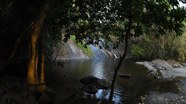 പാൽ നുരയുംപോലെ മഴവെള്ളം ഒഴുകും കാഴ്‌ച; മൺസൂണിൽ ധോണി വെള്ളച്ചാട്ടം കണ്ടാൽ കൊതിച്ചുപോവും