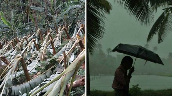 വെയില്‍ പോയി മഴ വന്നാലും കര്‍ഷകര്‍ക്ക് ദുരിതം തന്നെ; ഇടുക്കിയില്‍ 58.38 ലക്ഷം രൂപയുടെ കൃഷിനാശം