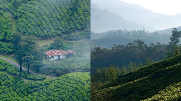 മൺസൂണിൽ മൂന്നാറിലേക്കാണോ? പോതമേട് വിട്ടുകളയരുത്, ഇടുക്കിയിലെ ചില ഹിഡൻ സ്പോട്ടുകൾ ഇതാ 