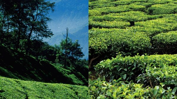 പീരുമേട് കണ്ടിട്ടുണ്ടോ? തേയില തോട്ടങ്ങൾ തിങ്ങിനിറഞ്ഞ മലയോര പട്ടണം മാത്രമല്ല, വേറെയുമുണ്ട് കാഴ്‌ചകൾ