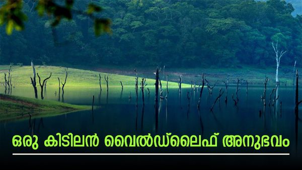 ആനയും കടുവയും വിലസുന്ന പെരിയാർ; ബോട്ടിംഗും ട്രെക്കിംഗും ക്യാമ്പിംഗും ഒക്കെ ഒറ്റവരവിൽ, കൂട്ടിന് മഴയും