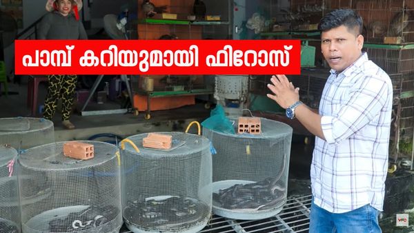 രണ്ട് പാമ്പിനെ വാങ്ങിച്ച്, പാമ്പ് കറി;  വീഡിയോയുമായി ഫിറോസ് ചുട്ടിപ്പാറ; ' ശരിക്കും കഴിച്ചോ?'