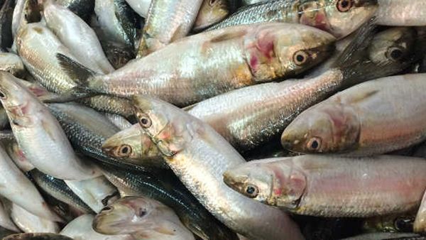 മത്തിവില താഴുന്നു, ഒരാഴ്ച കൊണ്ട് പകുതിയായി; ആവശ്യക്കാരുമേറുന്നു