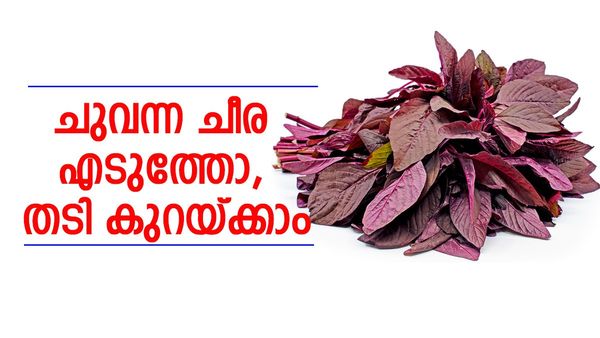 ചുവന്ന ചീര ഇതുപോലെ ഉപയോഗിച്ചോളൂ; തടിയും കൊഴുപ്പും കുറയും, വീട്ടിലിരുന്ന് തന്നെ ചെയ്യാം