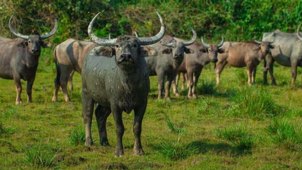 വന്യമൃഗങ്ങള്‍ നാട്ടിലേക്ക്; ദേശീയപാതയില്‍ മുന്നറിയിപ്പ് ബോര്‍ഡ് വെച്ച് വനം വകുപ്പ്