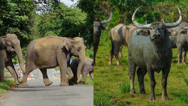 ദേവികുളം, ഉടുമ്പന്‍ചോല താലൂക്കുകളില്‍ വന്യമൃഗശല്യം രൂക്ഷം; ജനവാസകേന്ദ്രങ്ങളിലിറങ്ങി കാട്ടുപോത്ത്