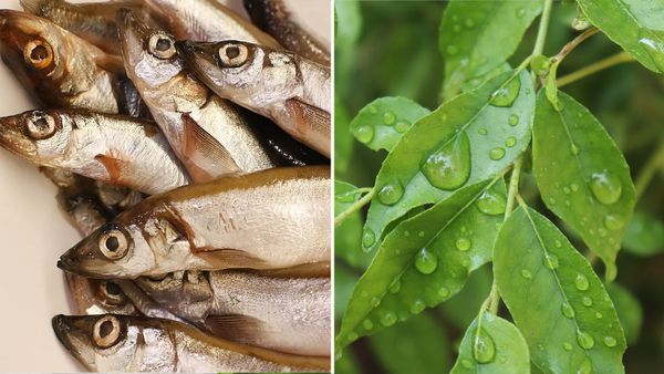 മീന്‍നാറ്റം അടുക്കളയില്‍ നിന്ന് പോകുന്നില്ലേ; കറിവേപ്പിലയെടുത്ത് ഇങ്ങനെ ചെയ്ത് നോക്കൂ, മാറ്റമറിയാം