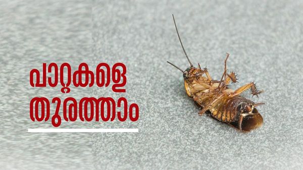 അടുക്കളയിലാകെ പാറ്റകളാണോ? എല്ലാത്തിനേയും ഒറ്റയടിക്ക് തുരത്താം, ഓറഞ്ച് തൊലിയെടുത്തോളൂ