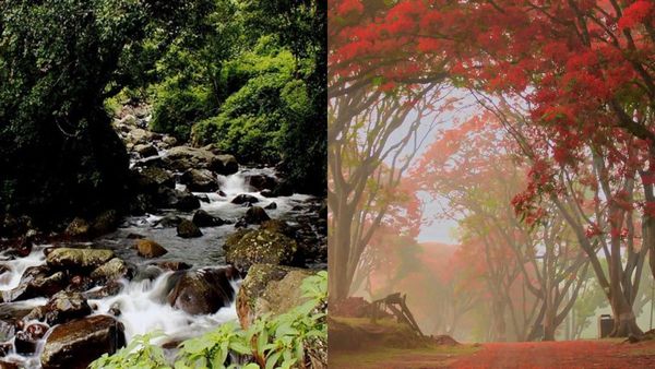 നീലഗിരിയുടെ സഖികളെ കാണാം; ഗൂഡല്ലൂരിൽ പോവാൻ ആഗ്രഹമുണ്ടോ? ഇത് തന്നെ ഏറ്റവും മികച്ച സമയം