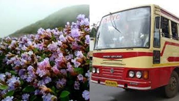 നീല പുതച്ചൊരു പൂക്കാലം; മേട്ടുക്കുറിഞ്ഞി കാണാൻ അടിച്ച് കേറി വാ; പാക്കേജുമായി കെഎസ്ആർടിസി