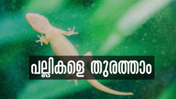 പല്ലിശല്യം കൊണ്ട് പൊറുതിമുട്ടിയോ? നാരങ്ങ നീര് മുതല്‍ കാപ്പിപ്പൊടി വരെ ഉപയോഗിക്കാം