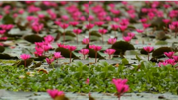 മലരിക്കലിൽ പൂക്കാലം...ആമ്പൽ വസന്തം കാണേണ്ടേ?, കൊച്ചരീക്കൽ ഗുഹയും വെള്ളച്ചാട്ടവുമെല്ലാം കാണാം