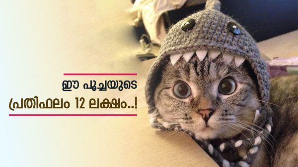 ലോകത്തിലെ ഏറ്റവും സമ്പന്നനായ പൂച്ച; ഒരു ഇൻസ്‌റ്റഗ്രാം പോസ്‌റ്റിന് പ്രതിഫലം 12 ലക്ഷം, ആസ്‌തി 852 കോടി..!