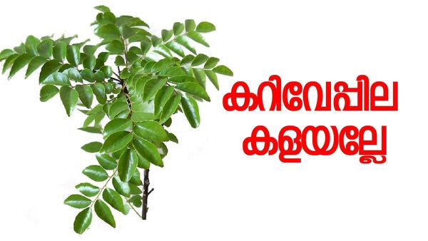 മുടി വളരും ചർമം തിളങ്ങും, തടിയും കുറയ്ക്കാം; കറിവേപ്പില വെള്ളവും വേണ്ട ചായയും വേണ്ട, ഇതുപോലെ ചെയ്യൂ
