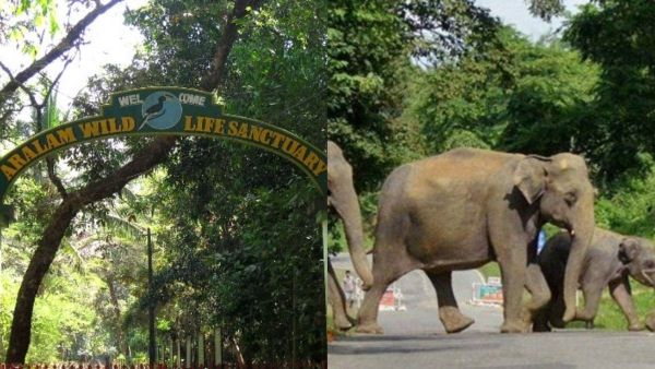 ആറളത്ത് ആന മതിലിന്റെ മറവിൽ വനംകൊള്ള: വിജിലൻസ് അന്വേഷണ റിപ്പോർട്ടിൽ നടപടി വൈകുന്നു