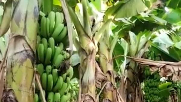 വയനാട്ടിലെ കര്‍ഷകരുടെ ദുരിതങ്ങള്‍ക്ക് അവസാനമില്ല, നഷ്ടപരിഹാരം ഇതുവരെ ലഭിച്ചില്ല