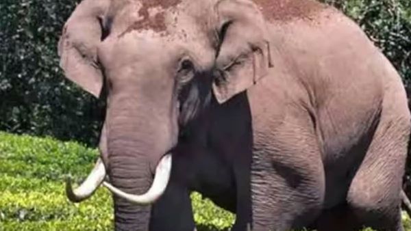 ഇടുക്കിയില്‍ വീണ്ടും ചക്കക്കൊമ്പന്റെ വിളയാട്ടം.. ഇന്നലെ തകര്‍ത്തത് റേഷന്‍കടയെങ്കില്‍ ഇന്ന് വീട്...