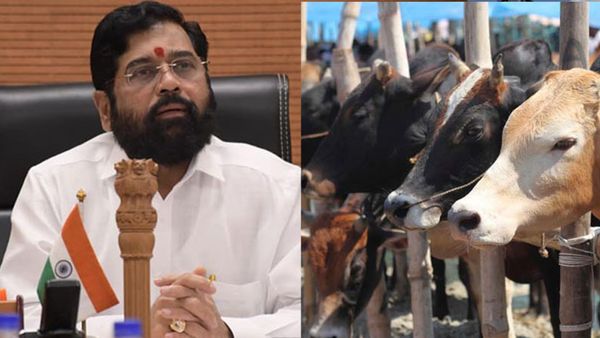 ഇനി മുതല്‍ പശു അല്ല, 'രാജ്യമാതാ-ഗോമാതാ'; നാടന്‍ പശുക്കള്‍ക്ക് പുതിയ പേരിട്ട് മഹാരാഷ്ട്ര സര്‍ക്കാര്‍