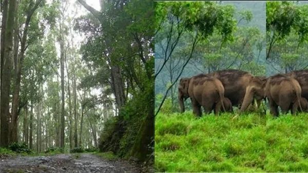 മഴ മാറി, കോട എത്തി..മഞ്ഞ് മൂടിയ കാട്ടുവഴിയിലൂടെ ഒരു കിടിലൻ യാത്ര പോയാലോ? ഇതാ പാക്കേജ്