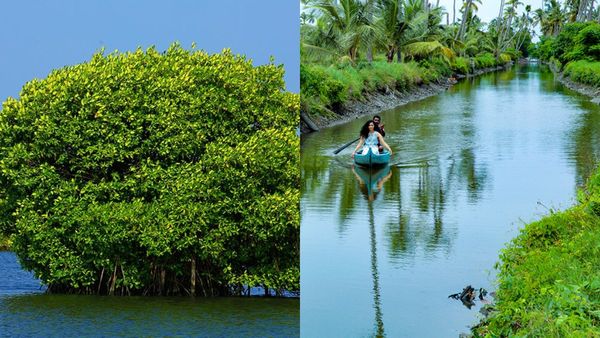 ഓണം വെക്കേഷൻ കുമ്പളങ്ങിയിൽ ആഘോഷിച്ചാലോ? കൊച്ചിയുടെ കായൽ കാഴ്‌ചകളും കാണാം, പൊളി വൈബ് 