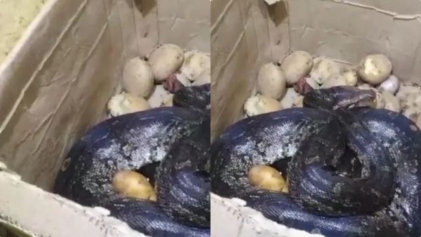 ഉരുളക്കിഴങ്ങ് പെട്ടി തുറന്ന ജീവനക്കാരന്‍ ഞെട്ടി, കൂറ്റന്‍ പെരുമ്പാമ്പ്; പിന്നീട് സംഭവിച്ചത് ഇങ്ങനെ