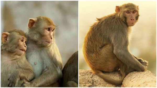 '6 വയസ്സുകാരിയെ ബലാത്സം​ഗ ശ്രമത്തിൽ നിന്ന് രക്ഷിച്ചത് കുരങ്ങിൻകൂട്ടം'; സംഭവം ഇങ്ങനെ