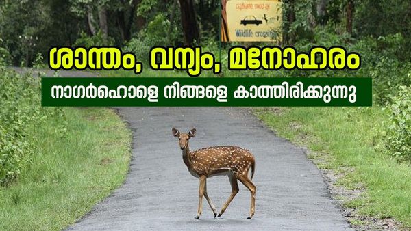 വയനാട് കടന്ന് പോയാൽ എത്തും വന്യജീവികളുടെ ഈ പറുദീസയിൽ; നാഗർഹോള യാത്ര അമ്പരപ്പിക്കും, കാരണം ഇത് 