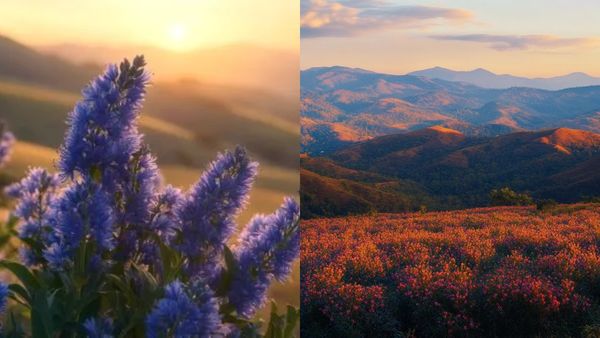 നീലഗിരിയിൽ നീലക്കുറിഞ്ഞി പൂത്തു; പന്ത്രണ്ട് വർഷത്തിൽ ഒരിക്കൽ വരുന്ന വിസ്‌മയം, എന്നിട്ടും കാണാൻ വിലക്കോ?