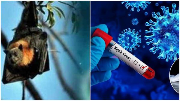 വീണ്ടും നിപ മരണം? മലപ്പുറത്ത് യുവാവ് മരിച്ചത് നിപ ബാധിച്ചെന്ന് സംശയം, പ്രാഥമിക പരിശോധനാഫലം പോസിറ്റീവ്‌