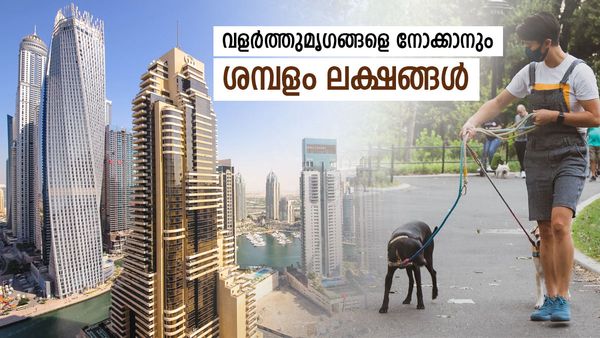 യുഎഇയില്‍ വീട്ടുജോലി, വളർത്തു മൃഗങ്ങളേയും നോക്കണം: ശമ്പളം ലക്ഷങ്ങള്‍, പക്ഷെ എല്ലാവർക്കും കിട്ടില്ല