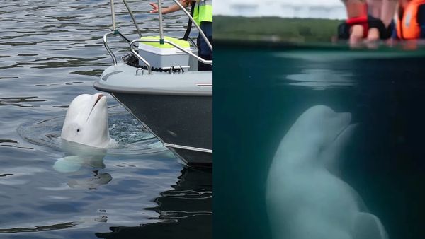 റഷ്യൻ ചാരനായ തിമിംഗലമോ? നിഗൂഢത ഒളിപ്പിച്ച ഹ്വാൾഡിമിർ കടലിൽ ചത്തനിലയിൽ, പ്രശസ്‌തിക്ക് കാരണം ഇത്