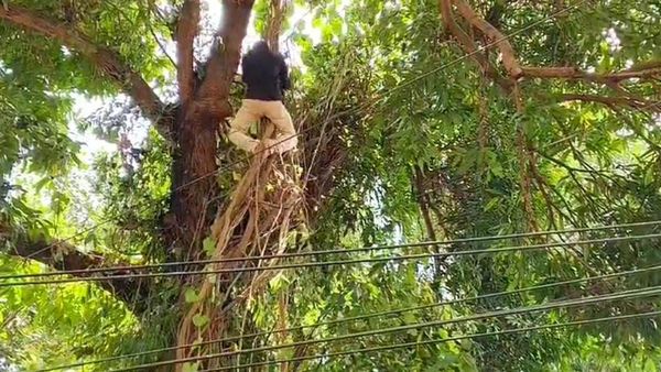 മരത്തില്‍ കുടുങ്ങിയ പെരുമ്പാമ്പിനെ രക്ഷപ്പെടുത്തി മാര്‍ക്ക് പ്രവര്‍ത്തകര്‍