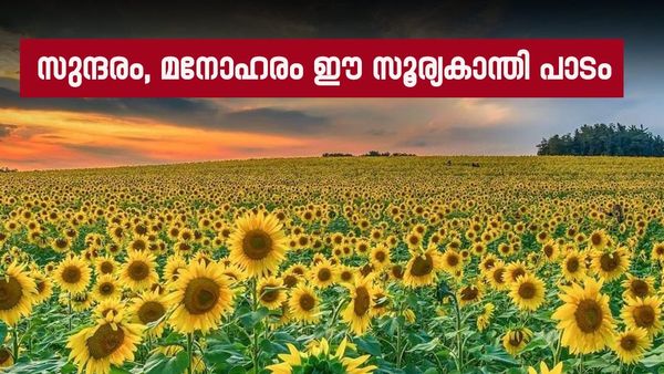 സുന്ദരപാണ്ഡ്യപുരം എത്ര മനോഹരം..! തെങ്കാശിപട്ടണത്തിലൂടെ കറങ്ങാം, സൂര്യകാന്തി പൂത്ത് നിൽക്കുന്നത് കാണാം