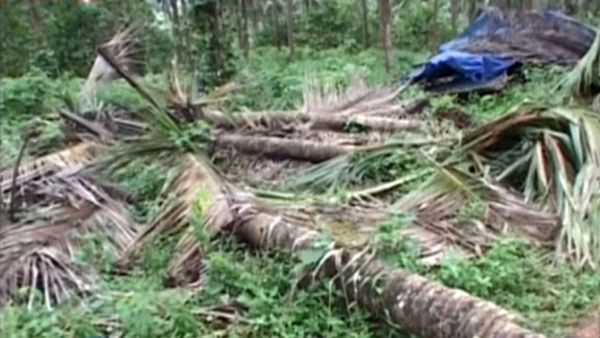 ആറളം ഫാമിൽ തലവേദന തീർത്ത് വാനരക്കൂട്ടവും;മൂന്ന് ലക്ഷത്തോളം രൂപയുടെ നടീല്‍ വസ്തൂക്കള്‍ നശിപ്പിച്ചു