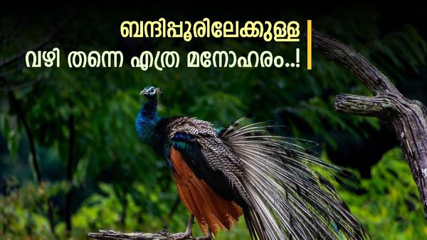 ബന്ദിപ്പൂരിലേക്ക് ഒരു കാർ യാത്ര; പലരുടെയും സ്വപ്‌നമാണത്, വയനാട് വഴി പോയാൽ ചില ഗുണങ്ങളുണ്ട്, അറിയാം