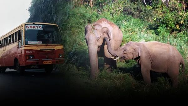  ഗവിയുടെ വശ്യതയും അടവിയുടെ സൗന്ദര്യവും കണ്ട് ഒരു യാത്ര, വനം വകുപ്പ് പാക്കേജിൽ പോകാം