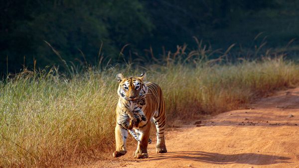 ചൂരിമലക്കുന്നില്‍ പശുവിന് നേരെ കടുവയുടെ ആക്രമണം, ഭയന്ന് വിറച്ച് നാട്ടുകാര്‍