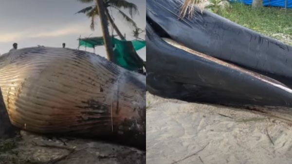 ആലപ്പുഴയിൽ 40,000 കിലോ വരുന്ന തിമിംഗലത്തെ സംസ്‌കരിച്ചു; ചിലവ് 4 ലക്ഷം, ദഹിപ്പിക്കാൻ 30 ടൺ വിറക്