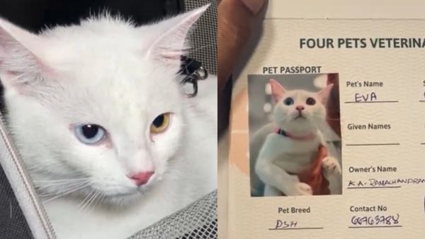 'ഇവ' കൊച്ചിയില്‍ വിമാനമിറങ്ങി; ആദ്യ ഓമനമൃഗം ഖത്തറില്‍ നിന്ന്... ക്വാറന്റൈന്‍ ഇല്ല, നാളെ നായ എത്തും