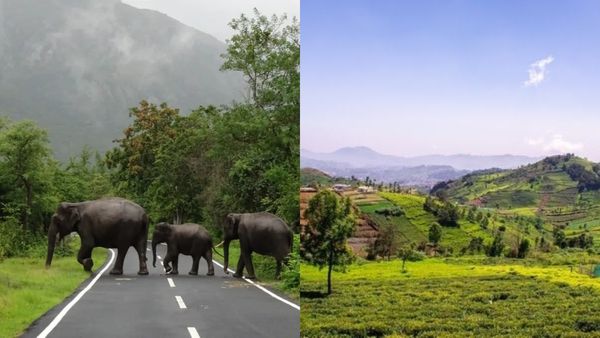 വിന്റർ ഈസ് കമിംഗ്, എന്നാൽ ഊട്ടിയിലേക്ക് വിട്ടാലോ? വെറൈറ്റിക്ക് മസിനഗുഡിയും ഗൂഡല്ലൂരും കൂടി കറങ്ങാം