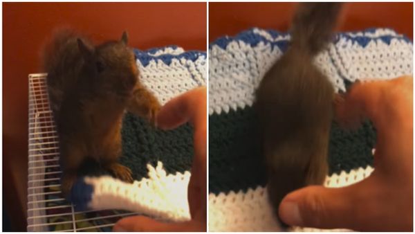 അഞ്ച് മില്യൺ ഫോളോവേഴ്സ്; സർക്കാർ ഉദ്യോ​ഗസ്ഥനെ കടിച്ചതിന് പിന്നാലെ പീനട്ട് അണ്ണാന് ദയാവധം