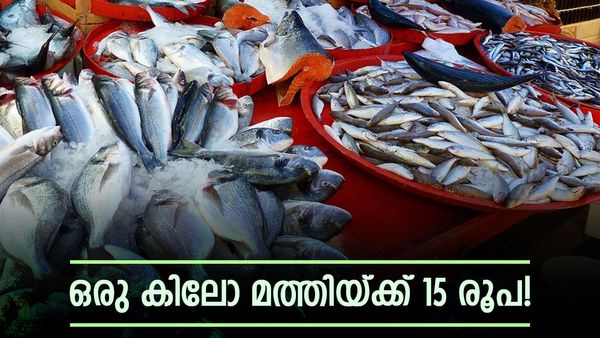 400 രൂപയില്‍ നിന്ന് കിലോയ്ക്ക് 15 രൂപ എന്ന വിലയിലേക്ക് വീണ് മത്തി; കാരണമിത്